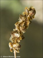 Stuckenia pectinata