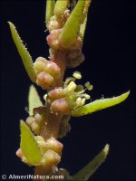 Suaeda spicata