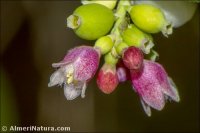 Symphoricarpos albus