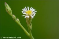 Symphyotrichum squamatum