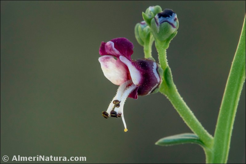 Flora de Punta Entinas