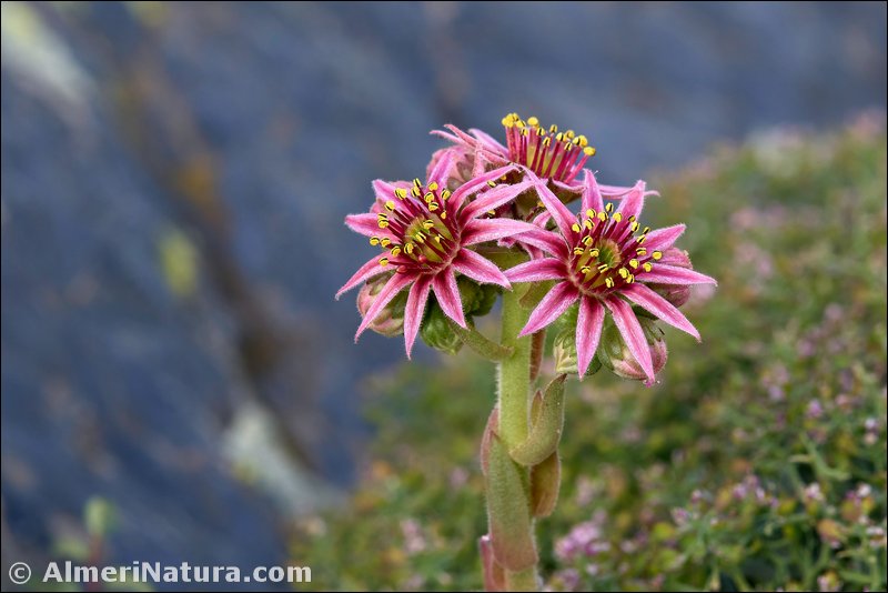 Flora de Sierra Nevada