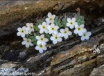 Androsace vandellii