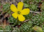 Androsace vitaliana
subsp. nevadensis
