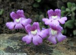 Chaenorhinum glareosum