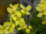 Draba hispanica