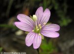 Epilobium atlanticum