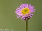Erigeron major