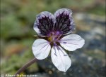Erodium chelianthifolium