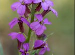 Erysimum baeticum