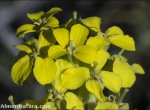 Erysimum nevadense