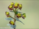 Euphorbia nevadensis