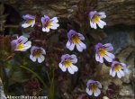Euphrasia willkommii