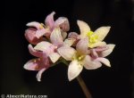 Galium rosellum