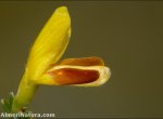 Genista versicolor
