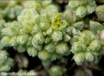 Herniaria boissieri