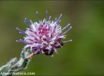 Jasione amethystina