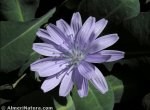 Lactuca perennins
subsp. granatensis