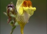 Linaria aeruginea
subsp. nevadensis