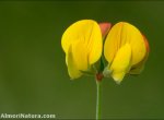 Lotus corniculatus
subsp. glacialis