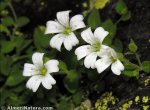 Moehringia fontqueri