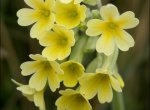 Primula elatior
ssp lofthousei