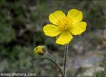 Ranunculus cherubicus
subsp. girelai