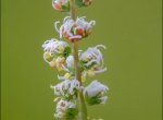 Reseda complicata