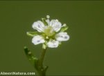 Sagina saginoides
subsp. nevadensis