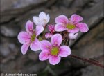 Saxifraga nevadensis