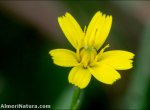 Scorzoneroides microcephala