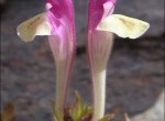 Scutellaria alpina
