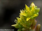 Sedum annuum