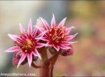 Sempervivum minutum