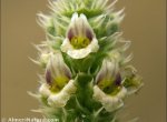 Sideritis lasiantha