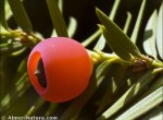 Taxus baccata