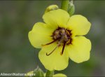 Verbascum nevadense