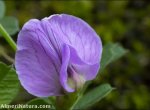 Vicia pyrenaica