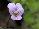 Viola crassiuscula