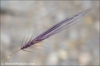 Taeniatherum caput-medusae