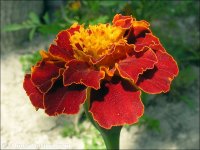 Tagetes erecta