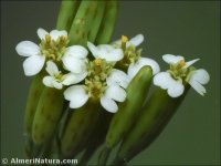 Tagetes minuta
