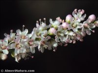 Tamarix africana
