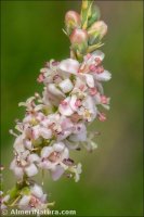 Tamarix boveana