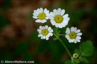 Tanacetum parthenium