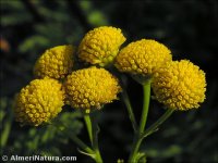 Tanacetum vulgare