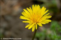 Taraxacum gasparrinii