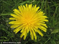 Taraxacum hispanicum