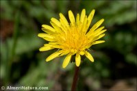 Taraxacum marginellum
