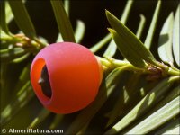 Taxus baccata